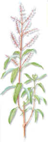 CIDRÓN (hierba luisalippia triphylla kuntze)