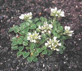 http://www.hipernatural.com/images/plantas/coclearia.jpg