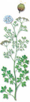 CULANTRO (cilantrocoriandrumsativum) - HIPERnatural.COM