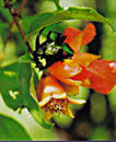 GRANADA (punicagranatum) - HIPERnatural.COM