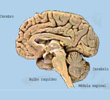 CNCERCEREBRAL - HIPERnatural.COM