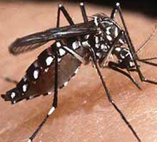 DENGUE - HIPERnatural.COM