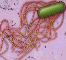 Typhoidfever - HIPERnatural.COM
