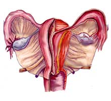 MIOMASUTERINOS - HIPERnatural.COM