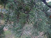FIR () - HIPERnatural.COM