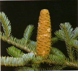 WHITECEDAR (miller) - HIPERnatural.COM