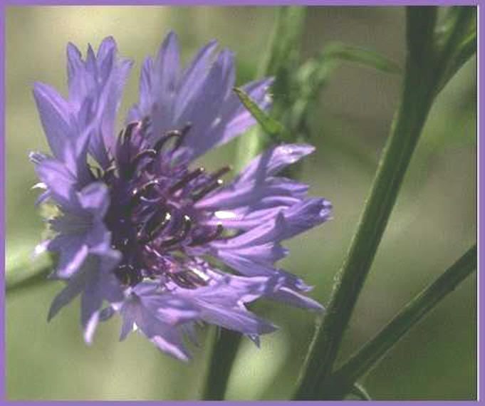 Bleuet () - HIPERnatural.COM