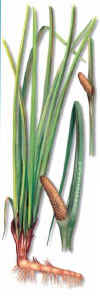 ACOR (clamoaromticoacoruscalamus) - HIPERnatural.COM