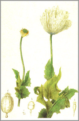 PAVOT(Glaucia) () - HIPERnatural.COM