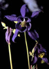 Aquilegia (aguileaaquilegiavulgaris) - HIPERnatural.COM