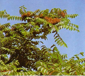 AILANTUS (ailanthusaltissima) - HIPERnatural.COM