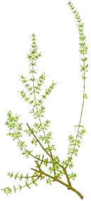 FINAsarriette (ajedreafinasaturejaobovata) - HIPERnatural.COM