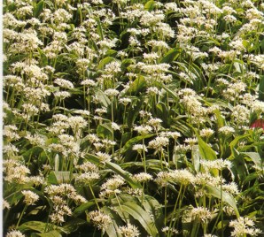 AILOSO (alliumursinum) - HIPERnatural.COM