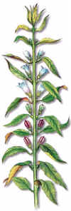 AJONJOL (ssamosesamumindicuml.) - HIPERnatural.COM