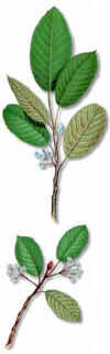 ALADIERNO(ALADIERNA) () - HIPERnatural.COM