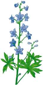 ALBARRAZ (albarrazdelphiniumstaphisagria) - HIPERnatural.COM