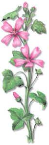 ALBOHEZA (malvamalvasilvestris) - HIPERnatural.COM