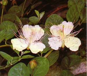 Capers (alcaparracapparisspinosa) - HIPERnatural.COM