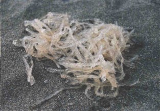 Agar (gelidium) - HIPERnatural.COM