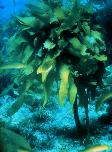 ALGAARAMA (eiseniaarborea) - HIPERnatural.COM