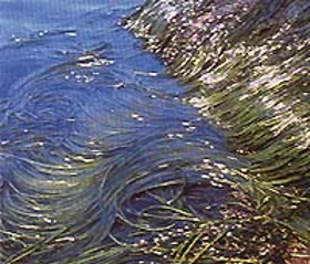 ALGAspaghetti (himanthaliaelongata) - HIPERnatural.COM