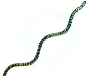 ALGAESPIRULINA (spirulinamaxima) - HIPERnatural.COM
