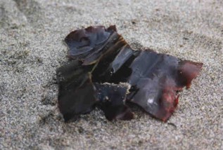 ALGAkombu (laminariaochroleuca) - HIPERnatural.COM