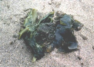 ALGAWAKAME (undariapinnatifida) - HIPERnatural.COM