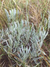 AlHoceima (alhucemalavandulalatifolia) - HIPERnatural.COM
