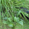Alismaplantago-aquatica(Alisma) () - HIPERnatural.COM