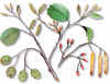 ALISABLACK (alisoalnusglutinosa) - HIPERnatural.COM