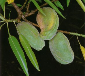 Almendro (prunusamygdalus) - HIPERnatural.COM