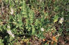 Musc (almizcleraerodiummoschatum) - HIPERnatural.COM