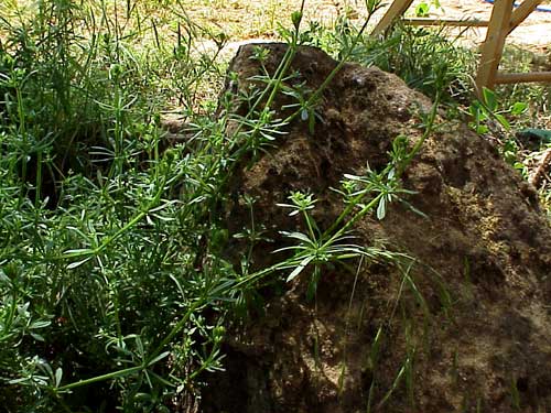 AmourduHORTELANO (galiumaparinel.) - HIPERnatural.COM