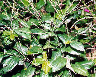 ANAMU (petiberiaalliacea) - HIPERnatural.COM