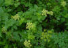 APIO�CABALLAR (apio�caballar��smyrnium�olusatrum) - HIPERnatural.COM