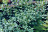 BLACKbleuets (arndanonegrovacciniumuliginosum) - HIPERnatural.COM