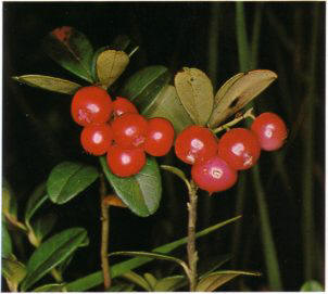 ARANDANOROJO (vaccinumvitis-idaea) - HIPERnatural.COM