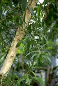 RBOLDETE (melaleucaalternifolia) - HIPERnatural.COM
