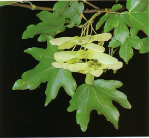 ARCEMINEUR (acercampestre) - HIPERnatural.COM