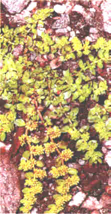 REDArenaria () - HIPERnatural.COM
