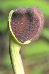 ARISTOLOQUIABtica (aristoloquiabticaaristolochiabaetica) - HIPERnatural.COM