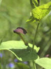ARISTOLOQUIARONDE (aristoloquiaredondaaristolochiarotunda) - HIPERnatural.COM