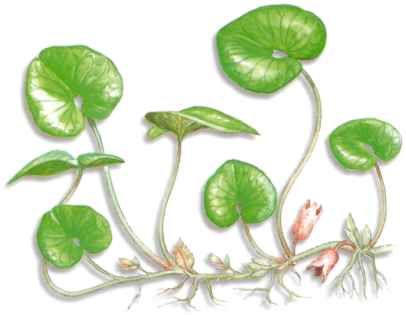 ASAR (asarumeuropaeum) - HIPERnatural.COM