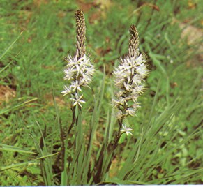 ASFODELO (asphodelusramosus) - HIPERnatural.COM