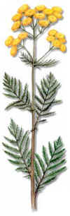 AthanaseBOTICASDAS(tanaisie) () - HIPERnatural.COM