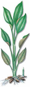 Safrandel'Inde (crcumacurcumalonga) - HIPERnatural.COM