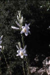 Azucena (azucenaliliumcandidum) - HIPERnatural.COM