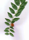 AZUFAIFOAZULEJO (azufaifo��zizyphus�jujuba) - HIPERnatural.COM