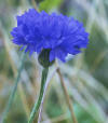 TILE(Cornflower) () - HIPERnatural.COM